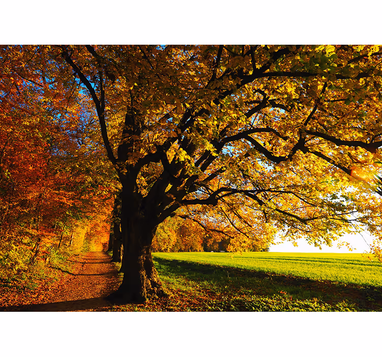 Tapisserie arbre sentier forestier d'automne - TenStickers