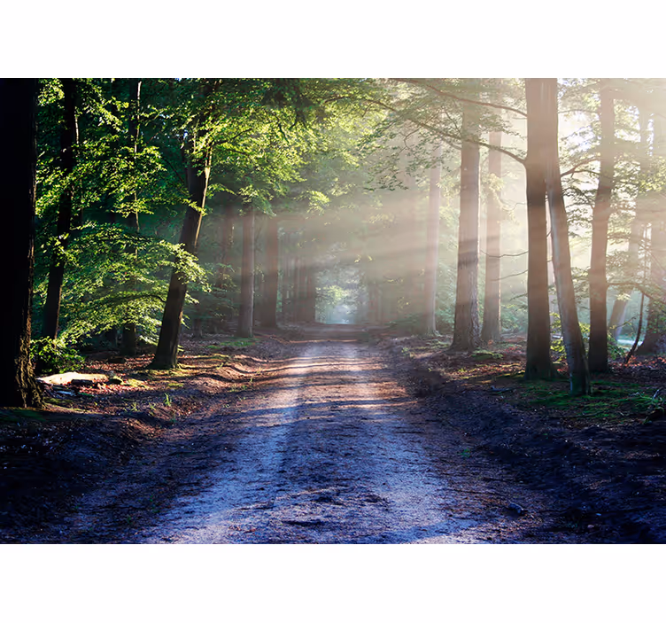 Tapisserie salon chemin forestier ensoleillé - TenStickers