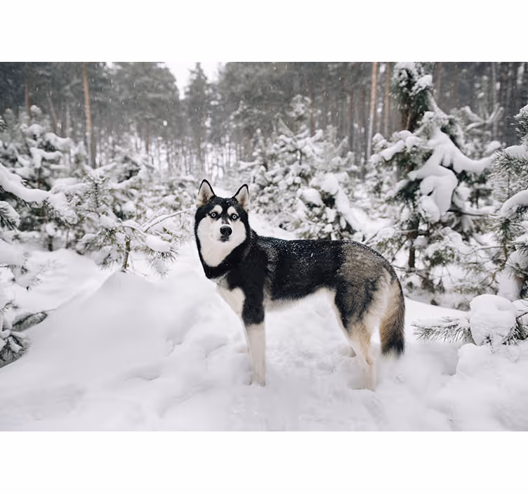 Tapisserie animaux paysage de neige avec husky - TenStickers
