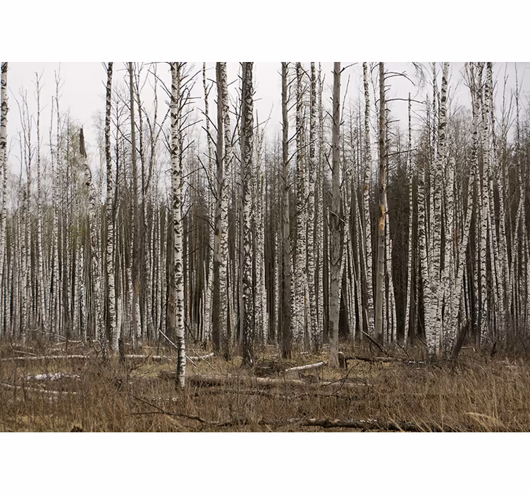 Tapisserie forêt retraite sauvage du bouleau - TenStickers