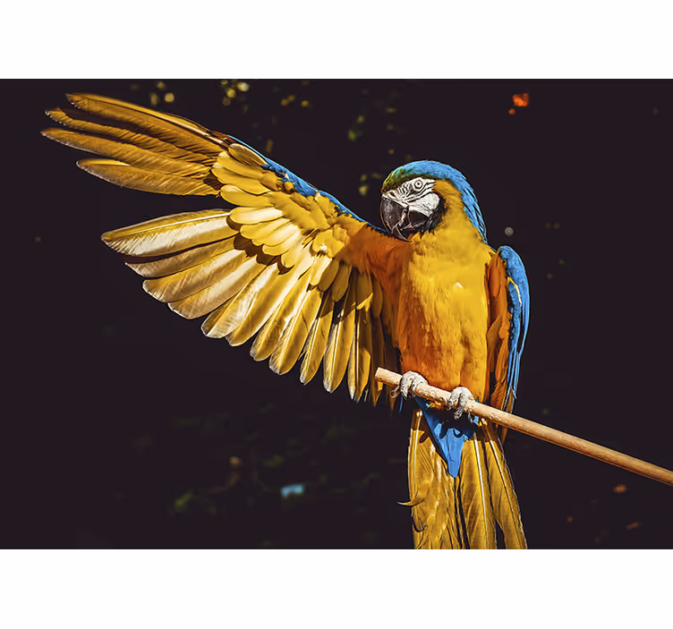 Photo murale oiseau Perroquet - TenStickers