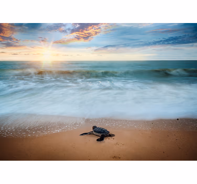 Tapisserie mer tortues émergentes - TenStickers