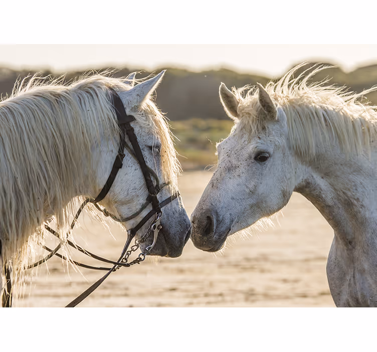 Tapisserie animaux affection tendre pour cheval - TenStickers
