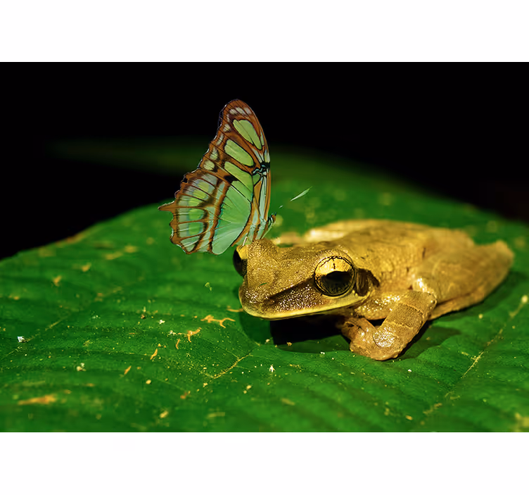 Tapisserie animaux grenouille et papillon - TenStickers