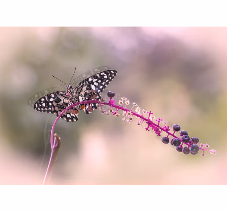 Tapisserie fleur papillon sur une fleur - TenStickers
