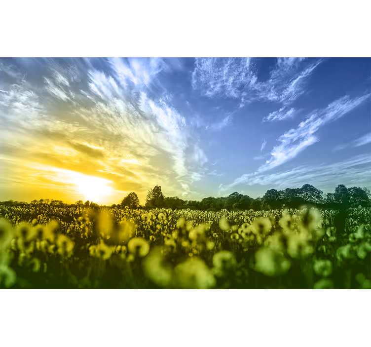 Tapisserie fleur champ de fleurs au coucher du soleil - TenStickers