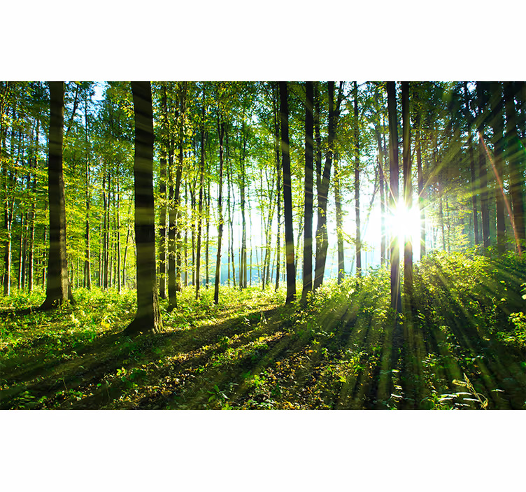 Tapisserie forêt vue bois ensoleillée - TenStickers