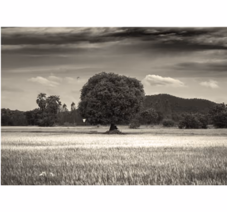 Tapisserie arbre paysage d'arbre solitaire - TenStickers