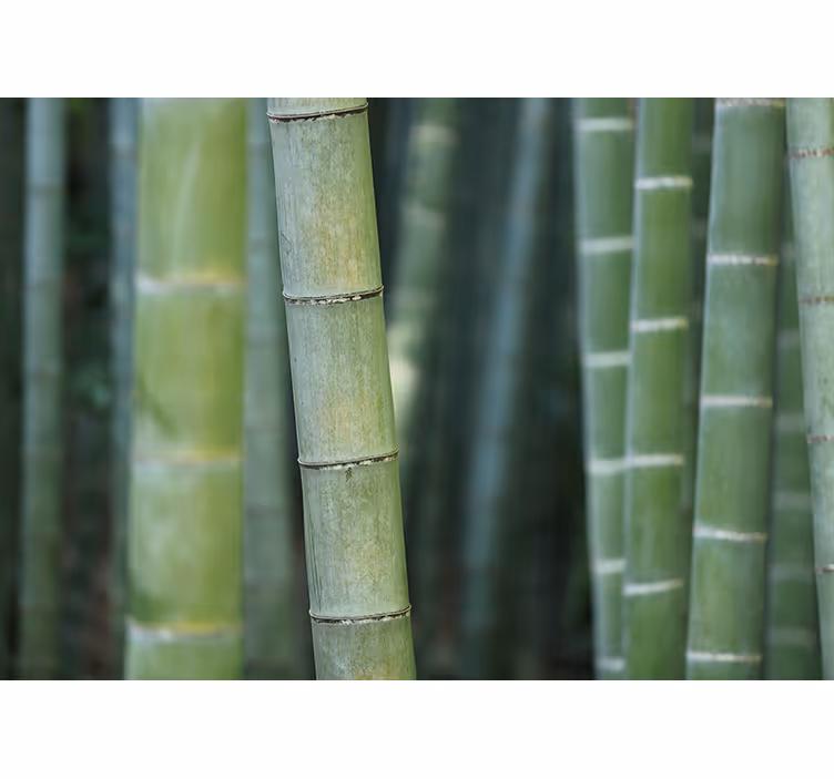Tapisserie bambou forêt de bambous luxuriante - TenStickers