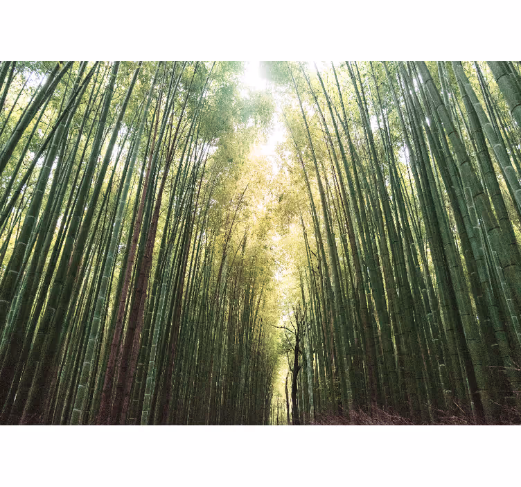 Tapisserie jungle sentier du bambou - TenStickers