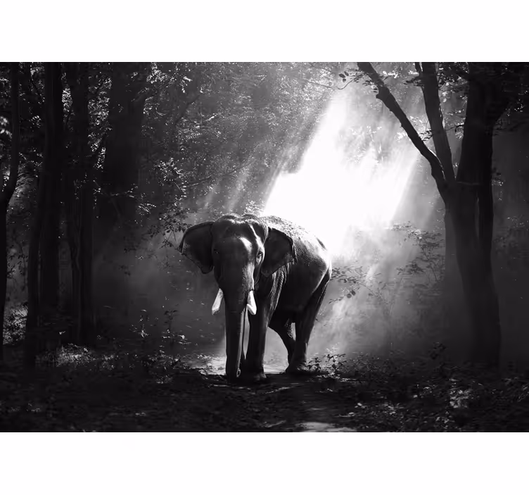 Tapisserie animaux rencontre majestueuse avec un éléphant - TenStickers