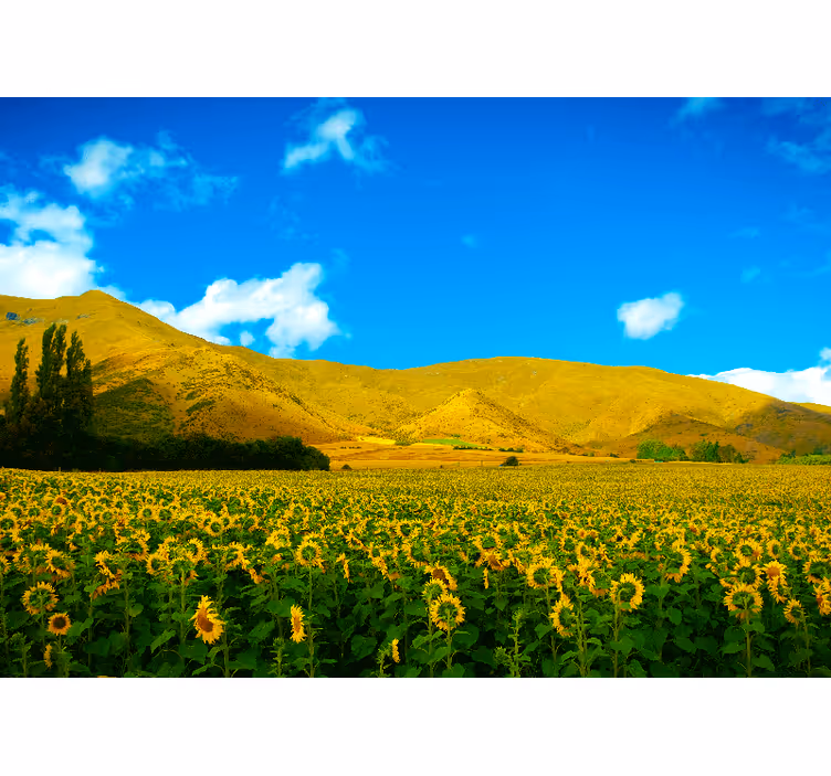 Papier peint mural de fleurs Paysage de printemps avec des champs - TenStickers