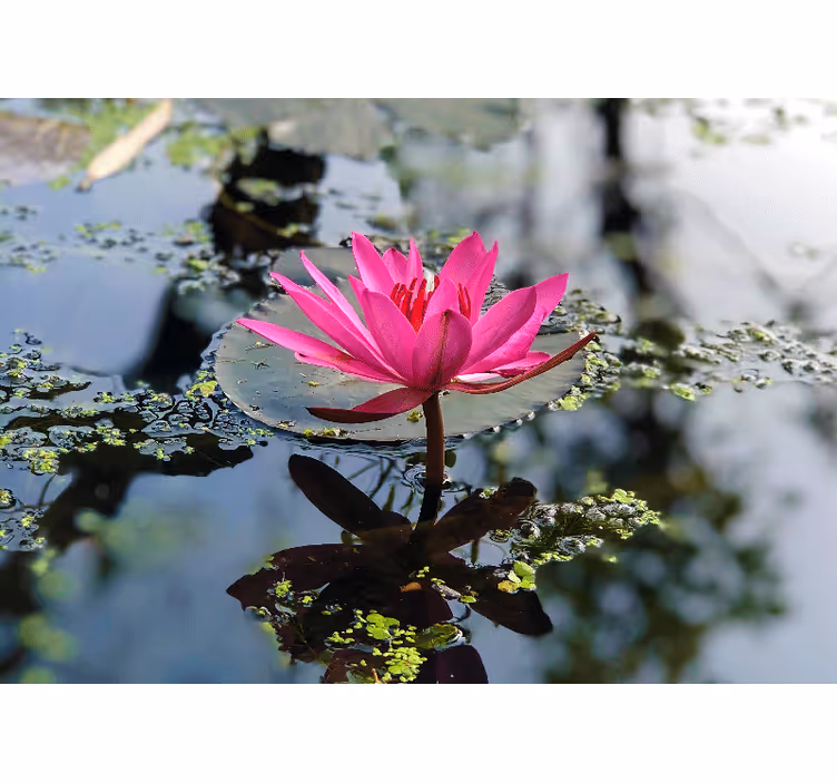 Papier peint mural de fleurs Belle eau de fleur de lotus - TenStickers