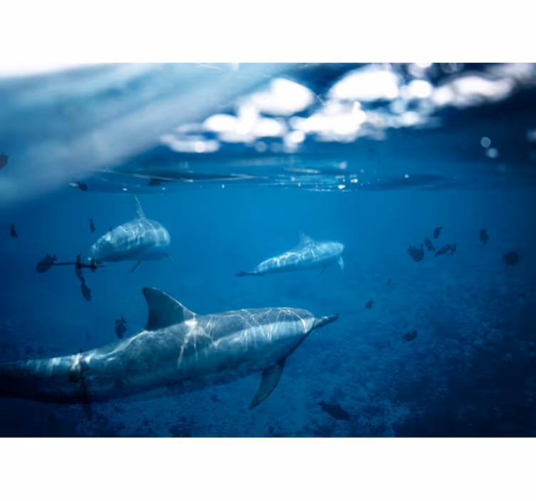 Tapisserie mer rencontre sous-marine avec des dauphins - TenStickers