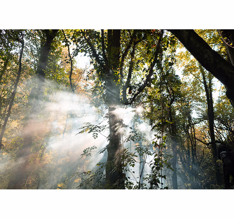 Tapisserie forêt ambiance sereine de la nature - TenStickers