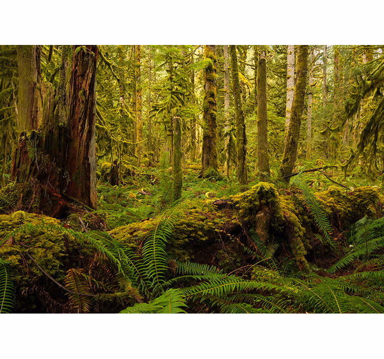 Papier peint nature Forêt verte - TenStickers