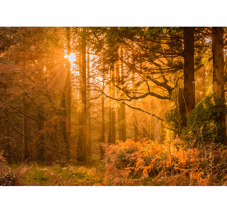 Tapisserie nature paysage boisé illuminé - TenStickers