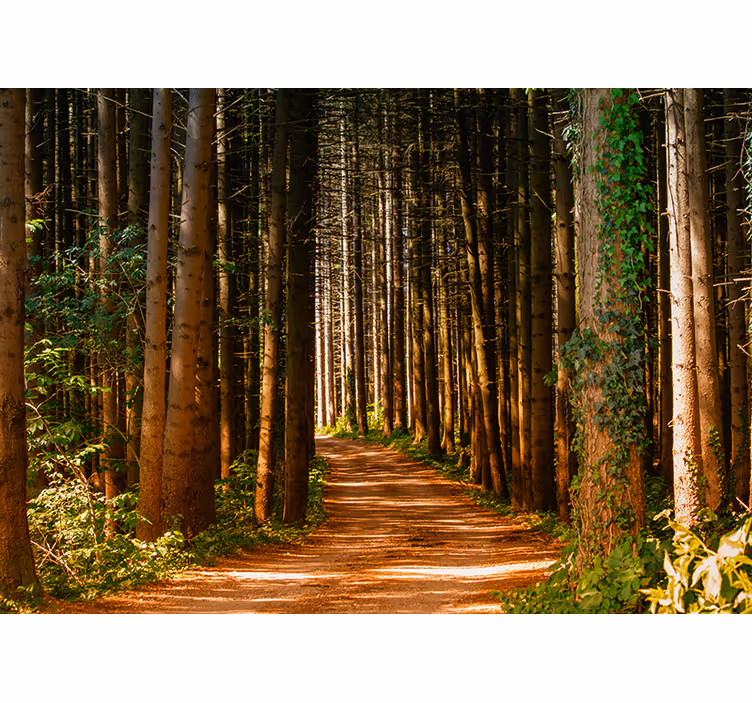 Papier peint nature Chemin forestier 3d - TenStickers