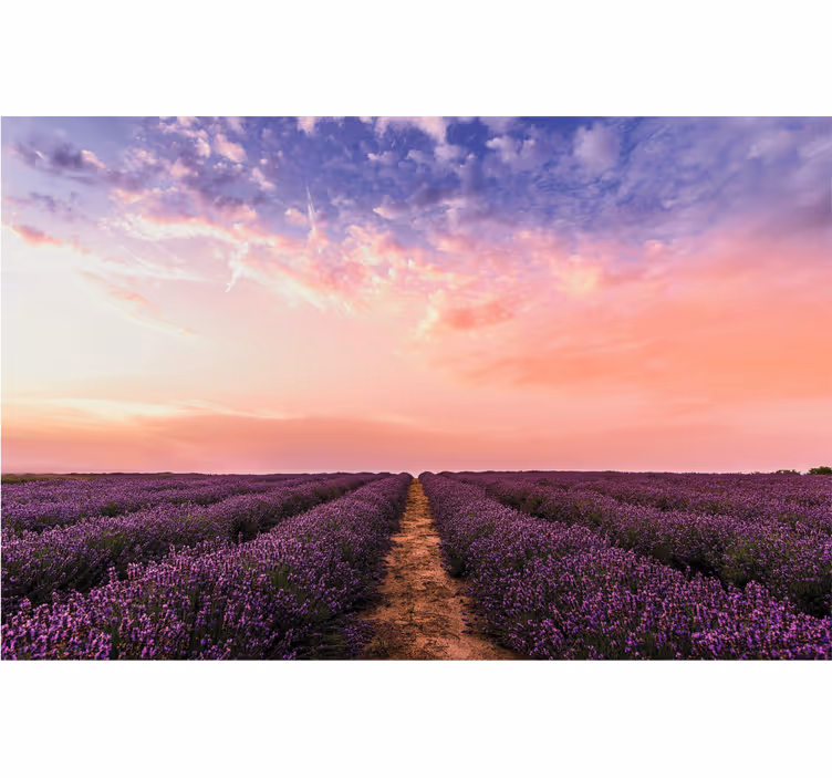 Tapisserie fleur coucher de soleil sur un champ de lavande - TenStickers