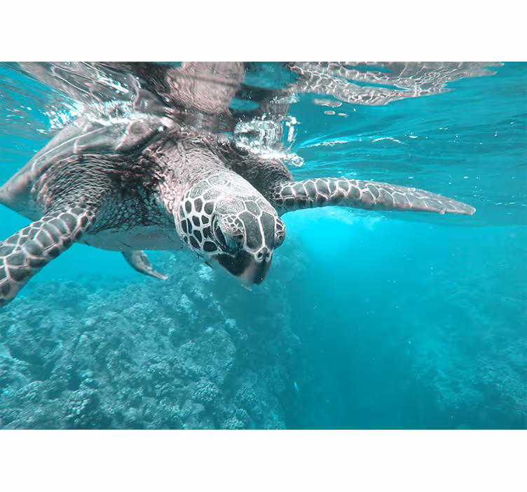 Tapisserie animaux rencontre de tortues sereines - TenStickers