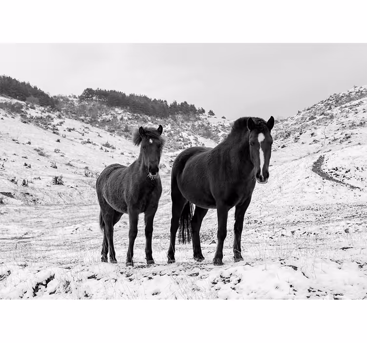 Tapisserie animaux chevaux noirs majestueux - TenStickers