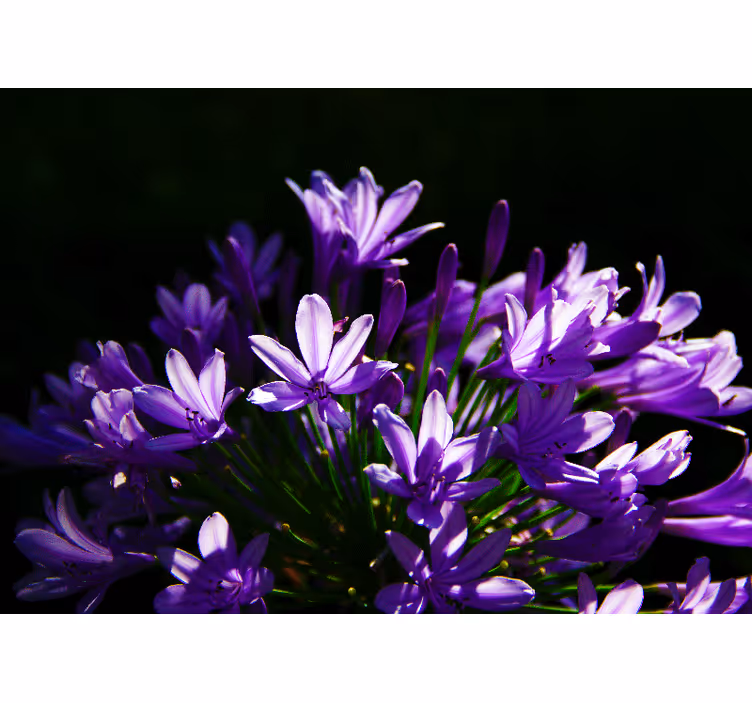 Tapisserie fleur beauté florale violette - TenStickers