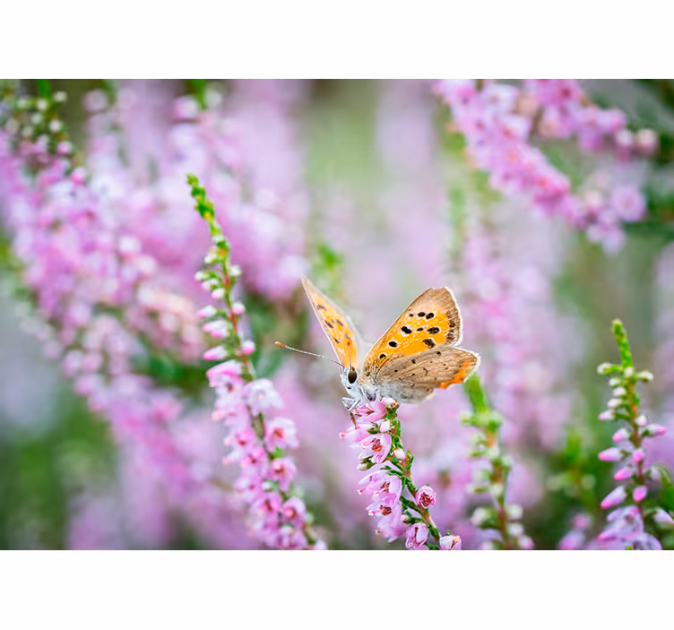 Tapisserie fleur papillon sur fleur - TenStickers