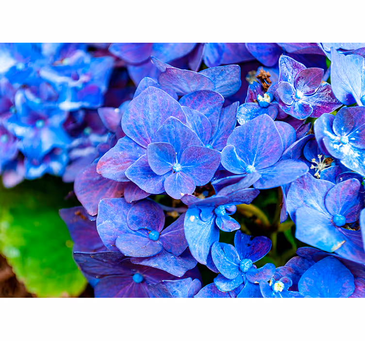 Papier peint mural de fleurs Fleurs d'hortensia - TenStickers