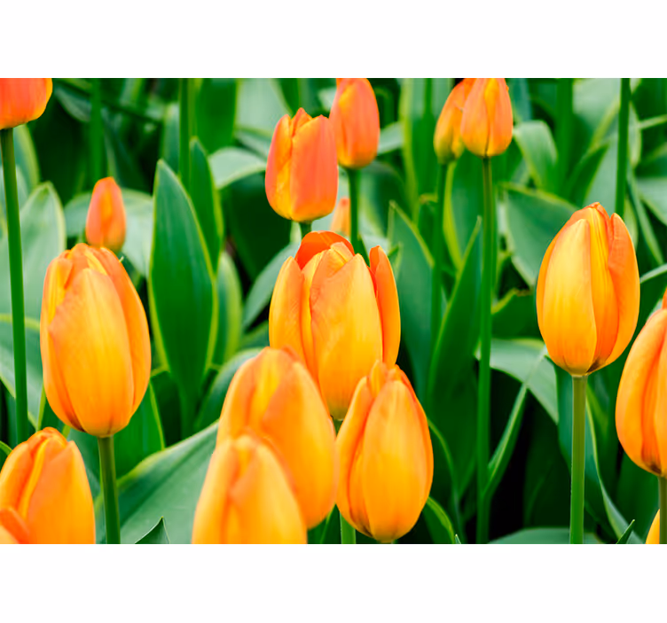 Tapisserie tulipes Éclat de fleurs de tulipes - TenStickers