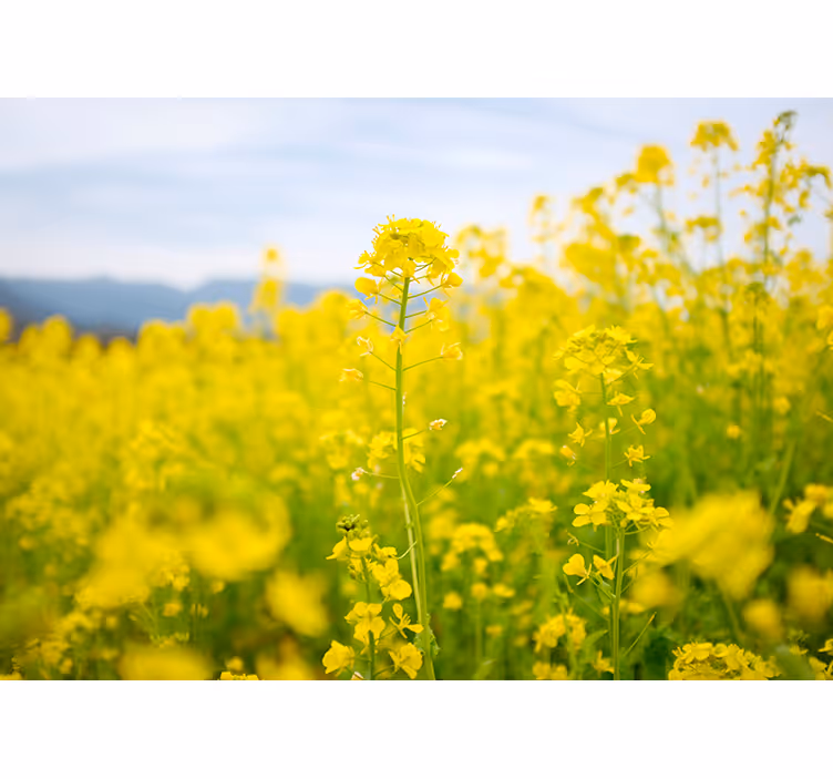 Tapisserie fleur champ de fleurs jaunes - TenStickers