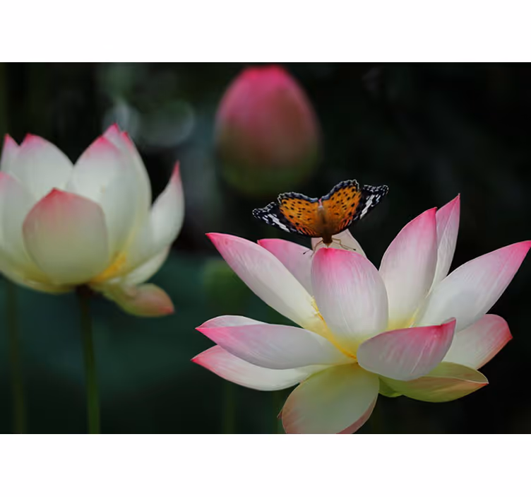 Tapisserie fleur lotus Élégant - TenStickers