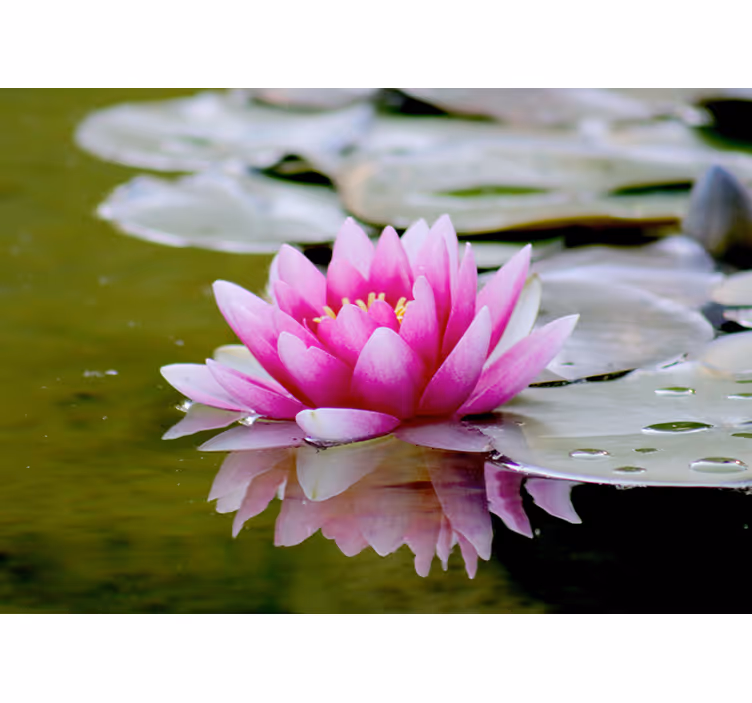 Tapisserie fleur gracieux lotus rose - TenStickers
