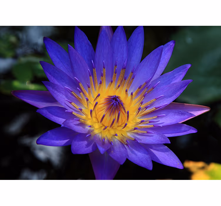 Papier peint mural de fleurs Fleur de lotus violet - TenStickers