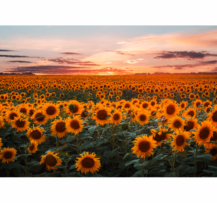 Tapisserie fleur crépuscule de la prairie de tournesols - TenStickers