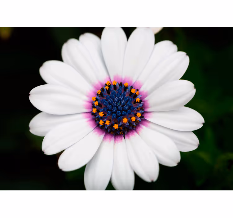 Tapisserie fleur fleur blanche en Éclosion - TenStickers