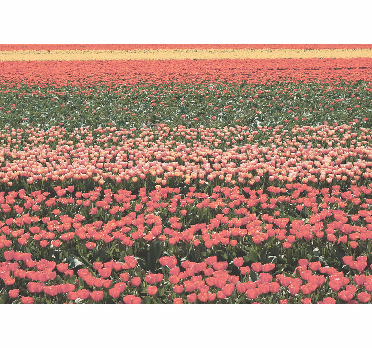 Tapisserie fleur paysage de champs de tulipes - TenStickers