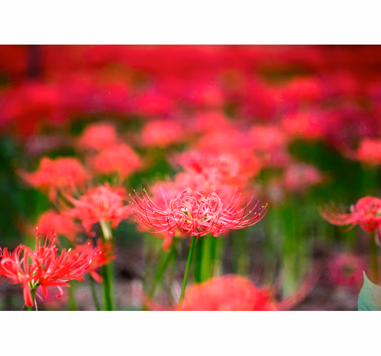 Tapisserie coquelicots fleurs Écarlates vivantes - TenStickers
