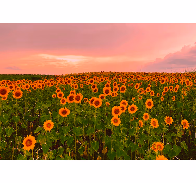 Tapisserie fleur champ de tournesols éclatant - TenStickers