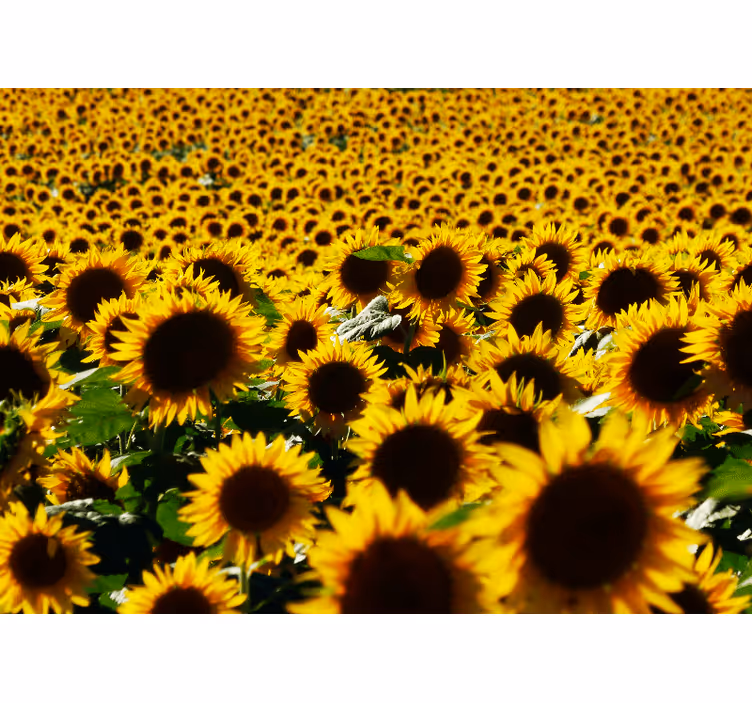 Tapisserie fleur champ de tournesols Épanouis - TenStickers
