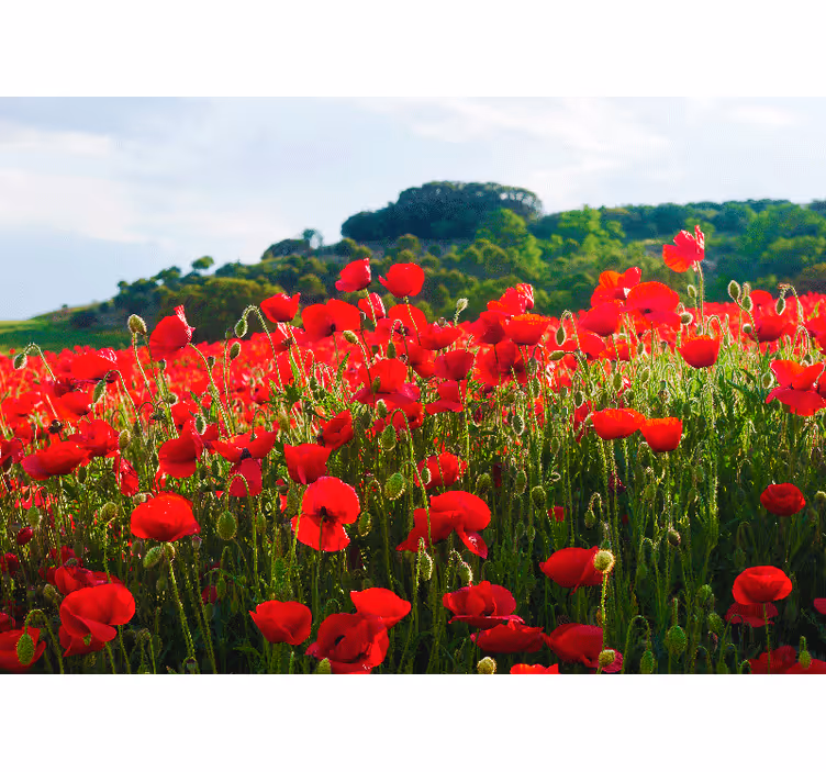 Tapisserie coquelicots champ de coquelicots - TenStickers