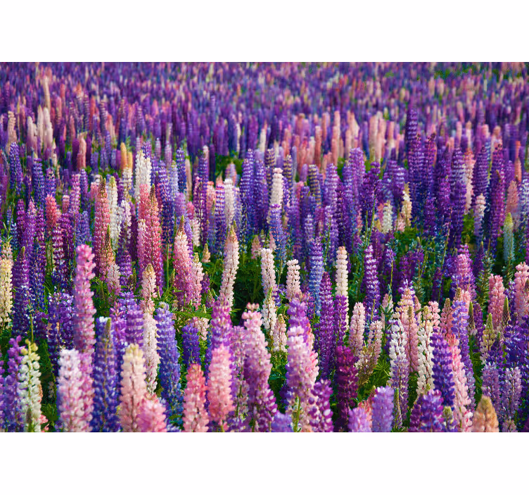 Tapisserie fleur fleurs pourpres luxuriantes - TenStickers