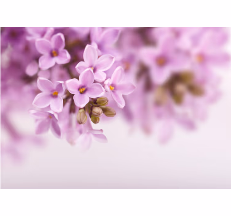 Tapisserie fleur fleurs de lilas délicates - TenStickers