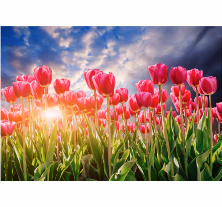 Tapisserie fleur champ de tulipes éclatantes - TenStickers