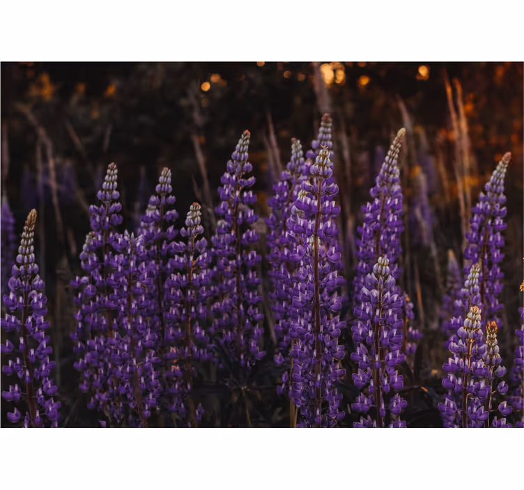 Tapisserie fleur champs de fleurs violettes - TenStickers