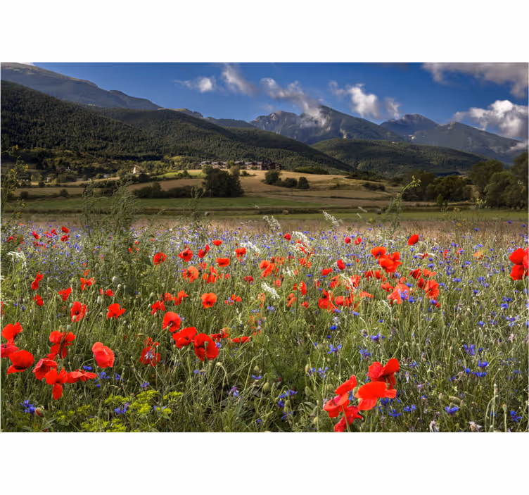 Tapisserie fleur vue de prairie de coquelicots - TenStickers