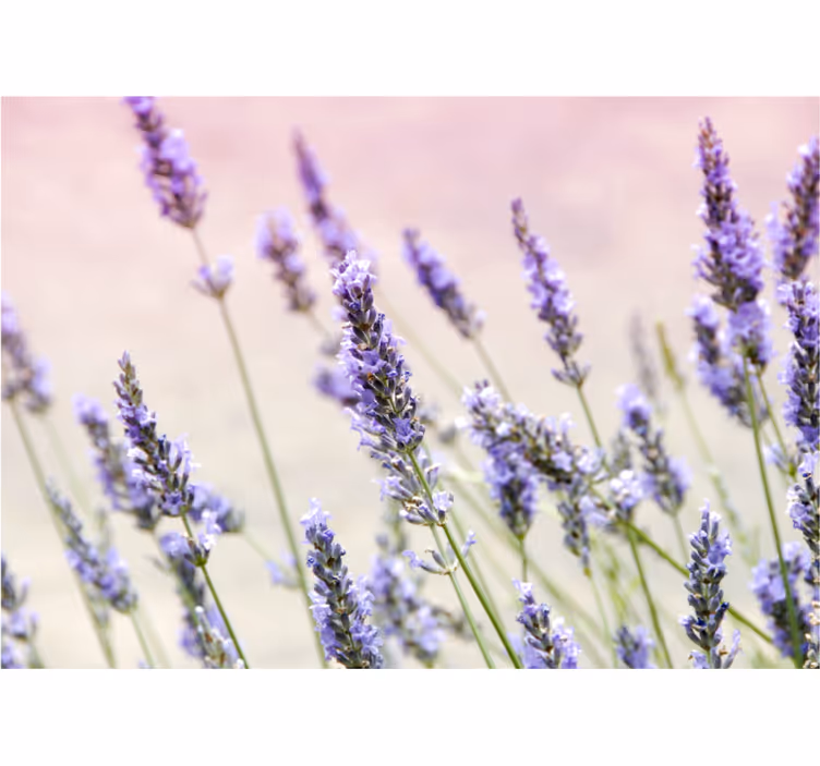 Tapisserie fleur élégance lavande - TenStickers