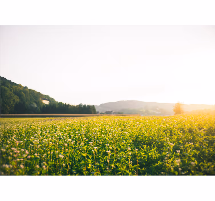 Tapisserie nature paysage de prairie paisible - TenStickers