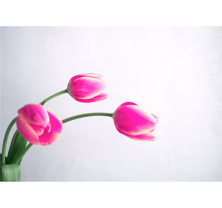 Papier peint tulipes Trois tulipes fond blanc - TenStickers