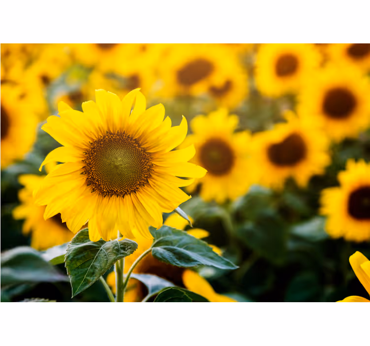 Tapisserie fleur champ de tournesols en fleurs - TenStickers