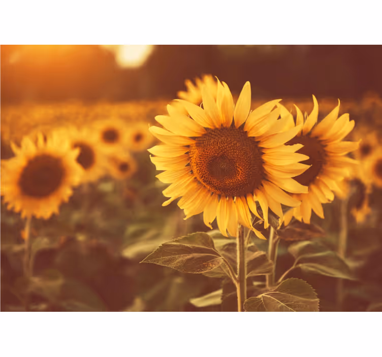 Tapisserie fleur champs de tournesols - TenStickers